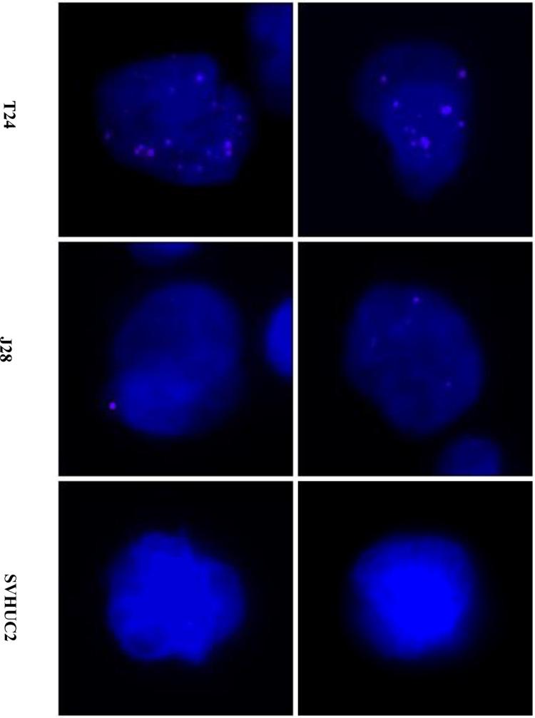 https://cdn.ncbi.nlm.nih.gov/pmc/blobs/ab63/7588836/3225eef7d3c5/OTT-13-10739-g0003.jpg