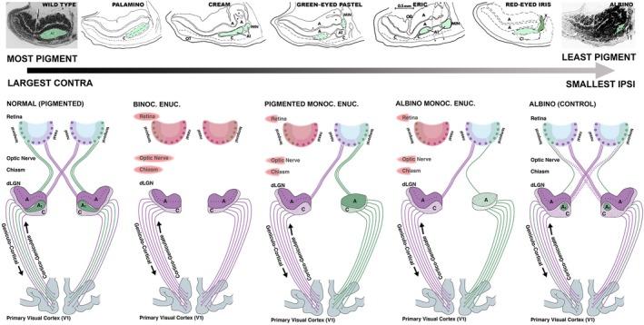 https://cdn.ncbi.nlm.nih.gov/pmc/blobs/ab66/6680235/5f714c47a107/EJN-49-888-g001.jpg