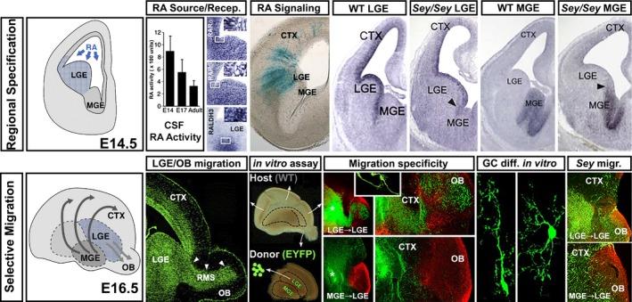 https://cdn.ncbi.nlm.nih.gov/pmc/blobs/ab66/6680235/7de7c69df717/EJN-49-888-g003.jpg