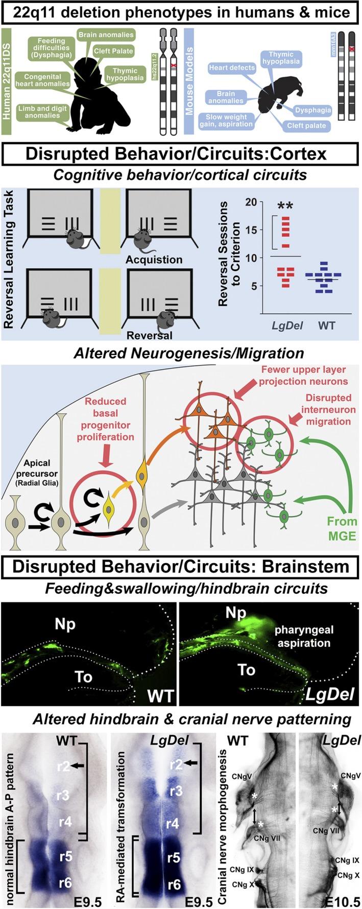 https://cdn.ncbi.nlm.nih.gov/pmc/blobs/ab66/6680235/ea660ee76dc3/EJN-49-888-g004.jpg