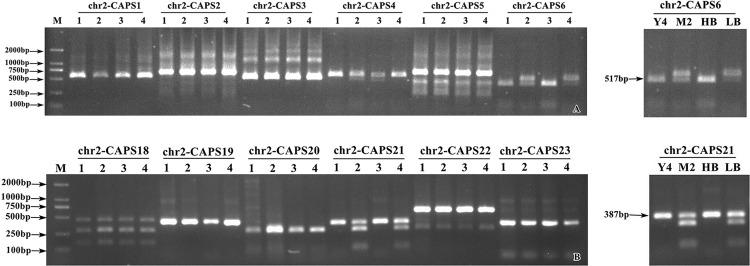 https://cdn.ncbi.nlm.nih.gov/pmc/blobs/ab6a/8691606/60e783f9a2c1/pone.0261403.g004.jpg