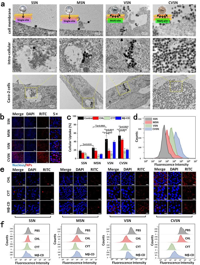 https://cdn.ncbi.nlm.nih.gov/pmc/blobs/ab70/10673925/941c9b2cbf1d/41467_2023_43465_Fig6_HTML.jpg