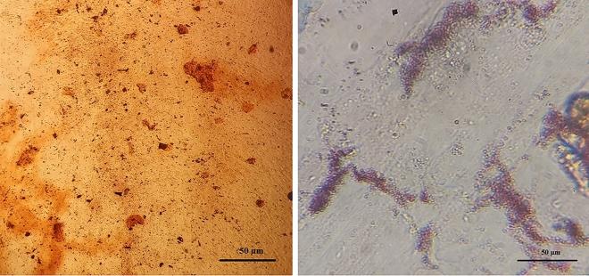 https://cdn.ncbi.nlm.nih.gov/pmc/blobs/ab70/10762099/f522c8ae95db/41598_2023_50664_Fig11_HTML.jpg