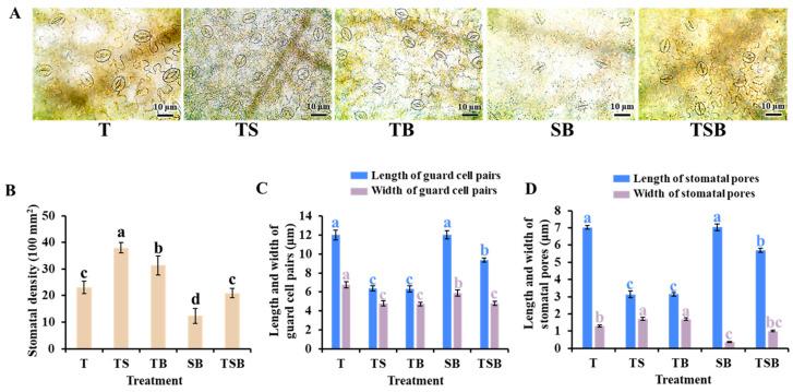 https://cdn.ncbi.nlm.nih.gov/pmc/blobs/ab70/11435055/7a50cf0190a5/plants-13-02564-g005.jpg