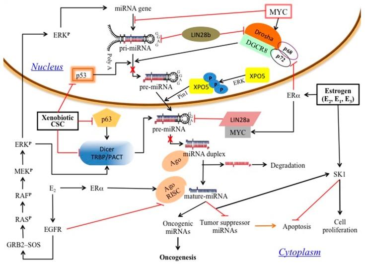 https://cdn.ncbi.nlm.nih.gov/pmc/blobs/ab70/5618305/e6c6bd9eca28/biomedicines-05-00047-g003.jpg