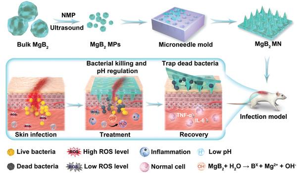 https://cdn.ncbi.nlm.nih.gov/pmc/blobs/ab75/11186059/0d507911eb59/ADVS-11-2309622-g007.jpg