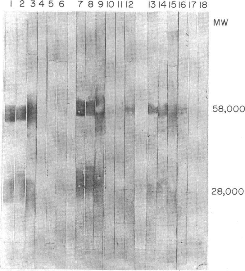 https://cdn.ncbi.nlm.nih.gov/pmc/blobs/ab75/1422268/61d2146c3cb5/immunology00084-0165-b.jpg