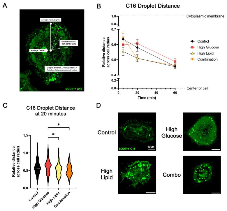 https://cdn.ncbi.nlm.nih.gov/pmc/blobs/ab77/11546831/38da9f3d41a3/ijms-25-11534-g008.jpg
