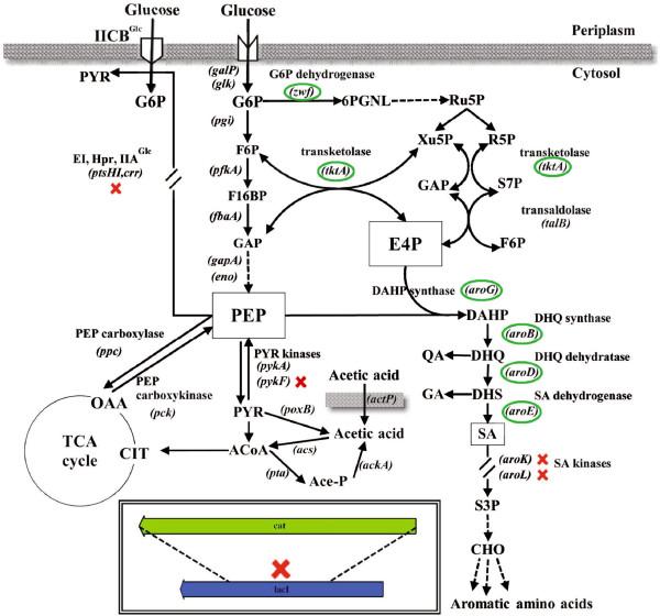 https://cdn.ncbi.nlm.nih.gov/pmc/blobs/ab7a/3852013/edcb87bb13b9/1475-2859-12-86-1.jpg