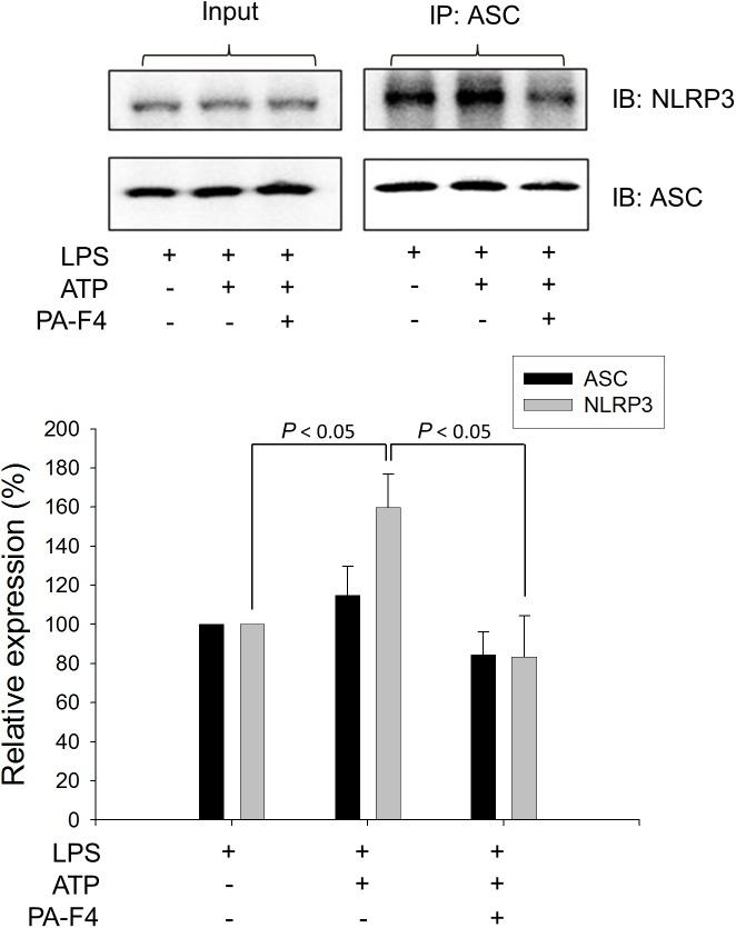 https://cdn.ncbi.nlm.nih.gov/pmc/blobs/ab7a/6546882/46f8c0816ec0/fphar-10-00573-g005.jpg