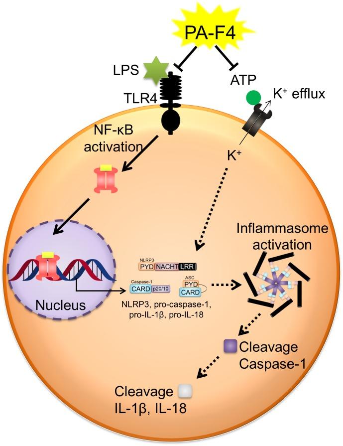 https://cdn.ncbi.nlm.nih.gov/pmc/blobs/ab7a/6546882/f5ac031fde37/fphar-10-00573-g008.jpg
