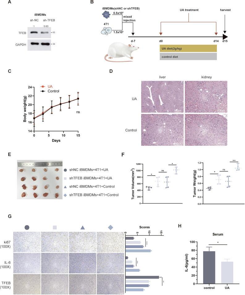 https://cdn.ncbi.nlm.nih.gov/pmc/blobs/ab7f/11954813/1d0003d04435/gr7.jpg