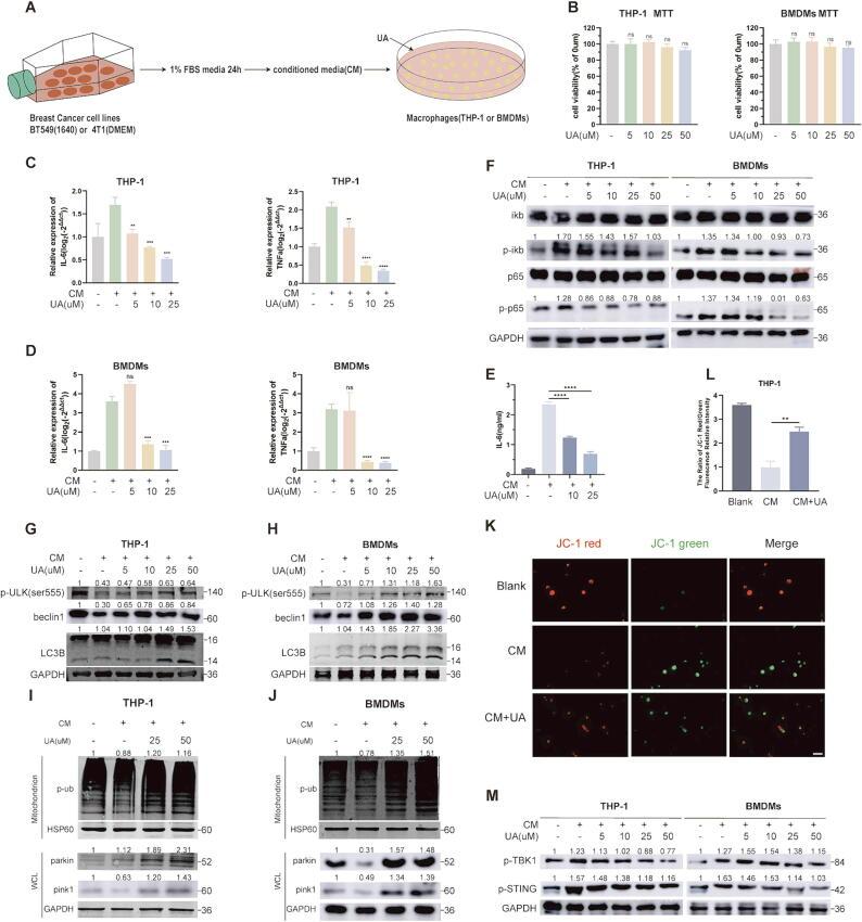 https://cdn.ncbi.nlm.nih.gov/pmc/blobs/ab7f/11954813/83436051e8c0/gr2.jpg