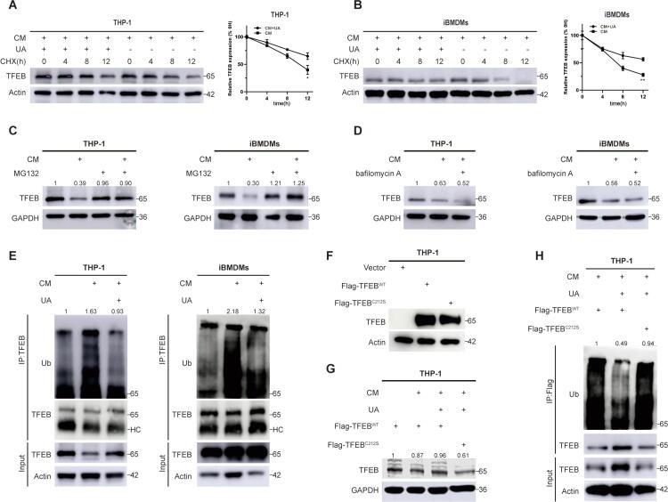 https://cdn.ncbi.nlm.nih.gov/pmc/blobs/ab7f/11954813/e7a740f57713/gr5.jpg