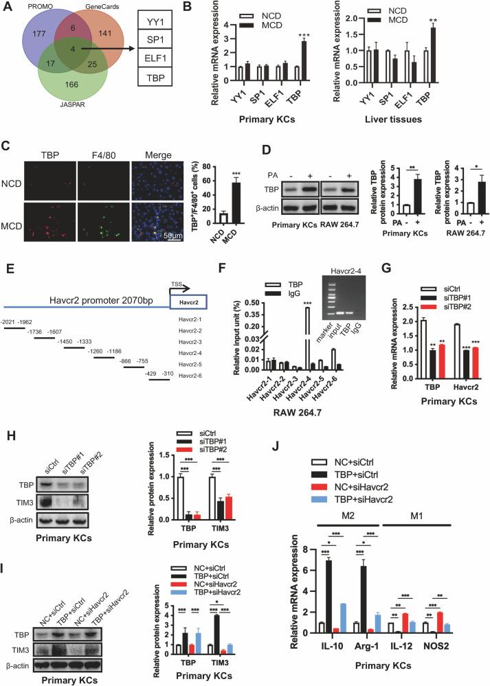 https://cdn.ncbi.nlm.nih.gov/pmc/blobs/ab82/12008196/c1f975094132/41419_2025_7574_Fig3_HTML.jpg