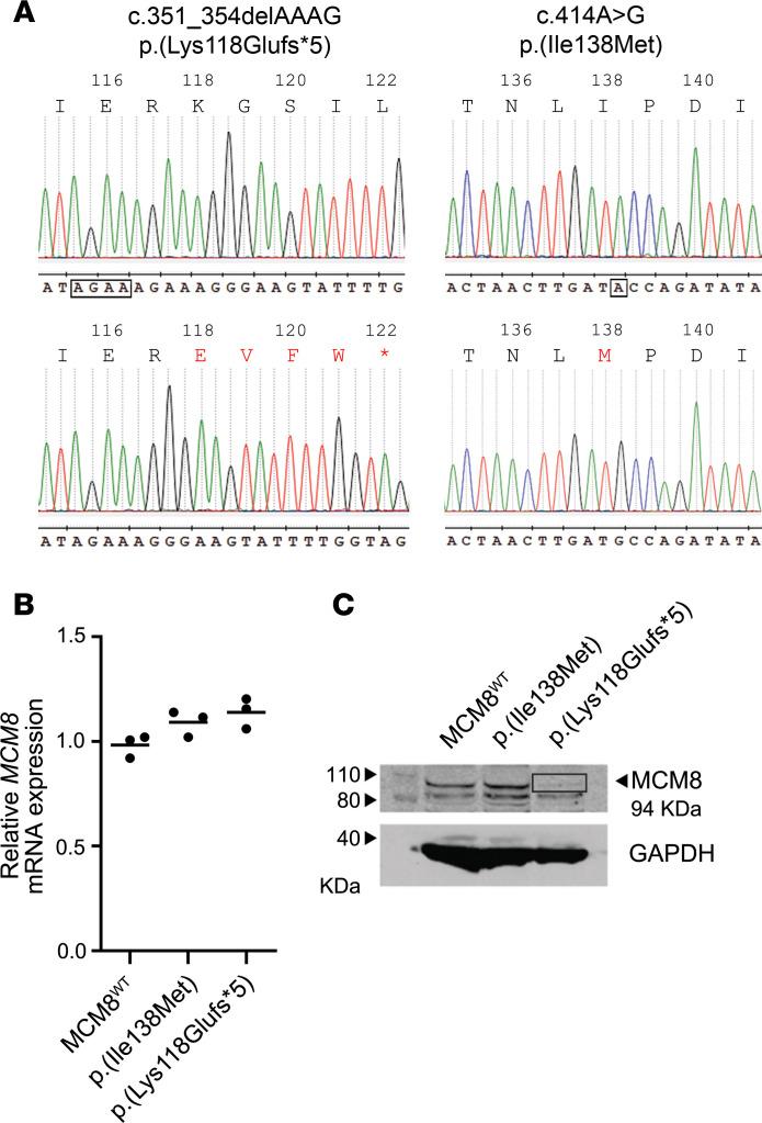 https://cdn.ncbi.nlm.nih.gov/pmc/blobs/ab87/7526538/1a2ad4c05730/jciinsight-5-140698-g234.jpg