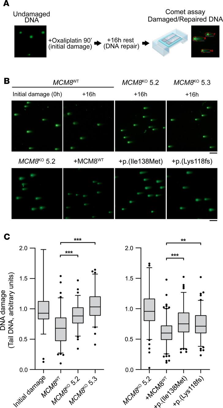 https://cdn.ncbi.nlm.nih.gov/pmc/blobs/ab87/7526538/4b30d4893b44/jciinsight-5-140698-g235.jpg