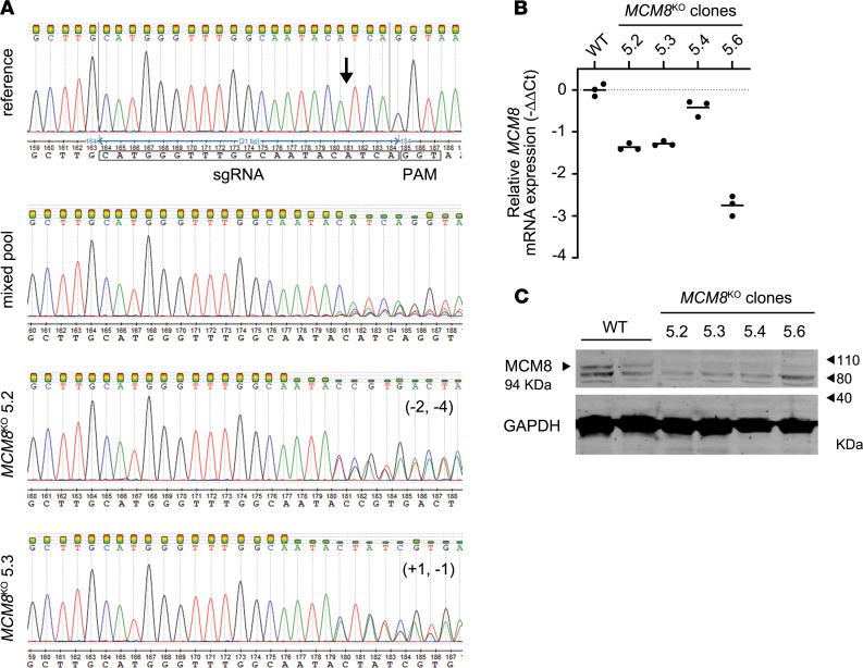 https://cdn.ncbi.nlm.nih.gov/pmc/blobs/ab87/7526538/88b88ded0826/jciinsight-5-140698-g233.jpg