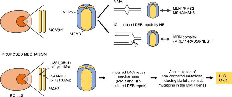 https://cdn.ncbi.nlm.nih.gov/pmc/blobs/ab87/7526538/a0b4bb1ea8ea/jciinsight-5-140698-g237.jpg