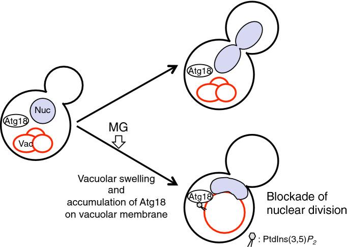 https://cdn.ncbi.nlm.nih.gov/pmc/blobs/ab8c/7431575/6236f2876a7f/41598_2020_70802_Fig6_HTML.jpg
