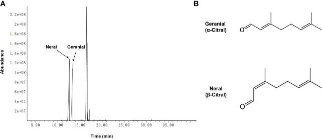 https://cdn.ncbi.nlm.nih.gov/pmc/blobs/ab8c/7783362/3ab9a85fa1ba/fcimb-10-603858-g001.jpg
