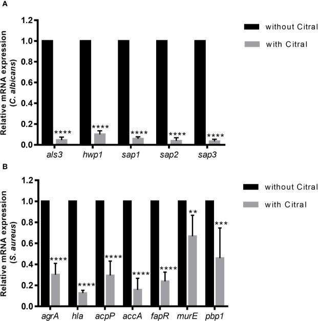 https://cdn.ncbi.nlm.nih.gov/pmc/blobs/ab8c/7783362/d1373a0e8569/fcimb-10-603858-g008.jpg