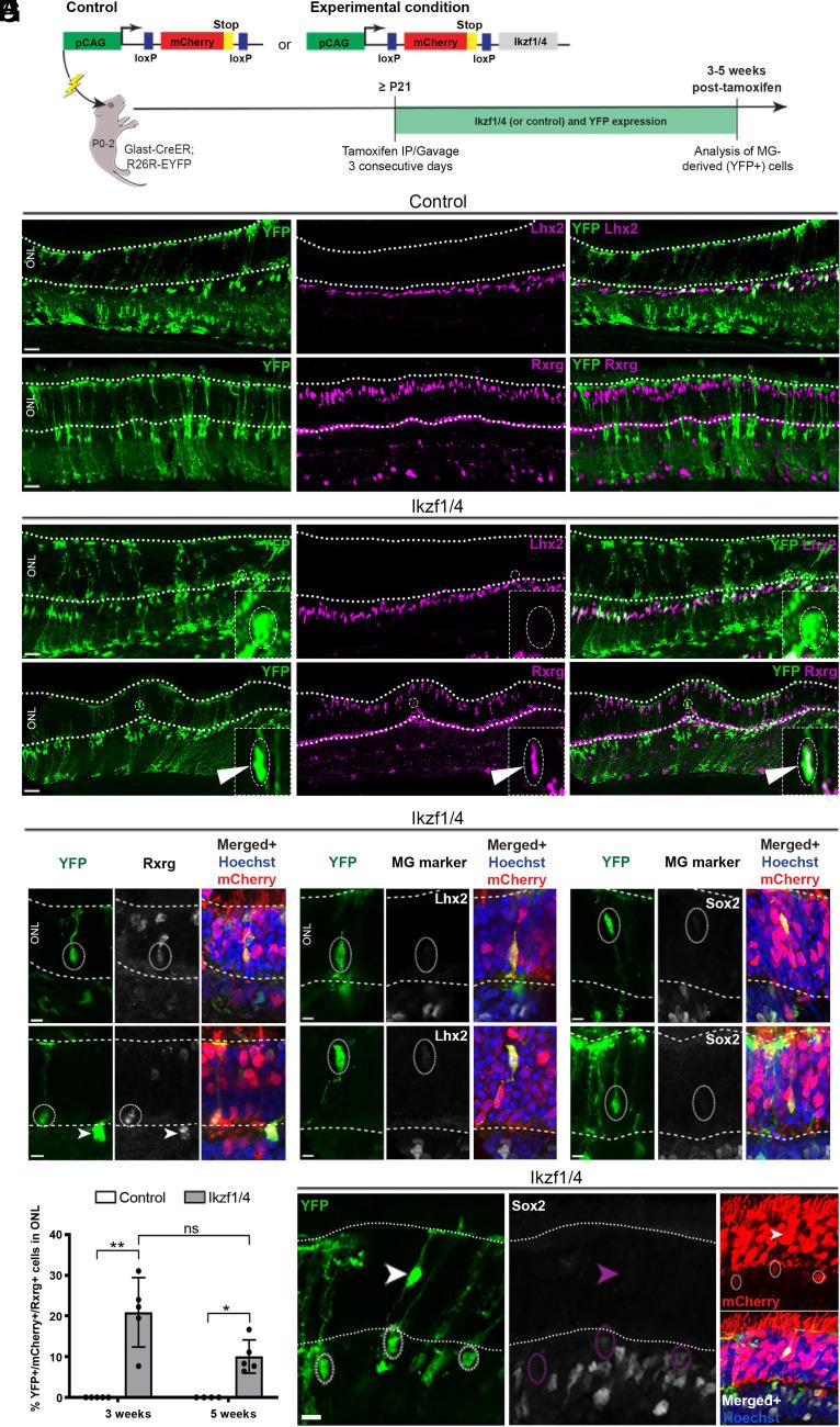 https://cdn.ncbi.nlm.nih.gov/pmc/blobs/ab92/10175841/081240b961f2/pnas.2122168120fig02.jpg