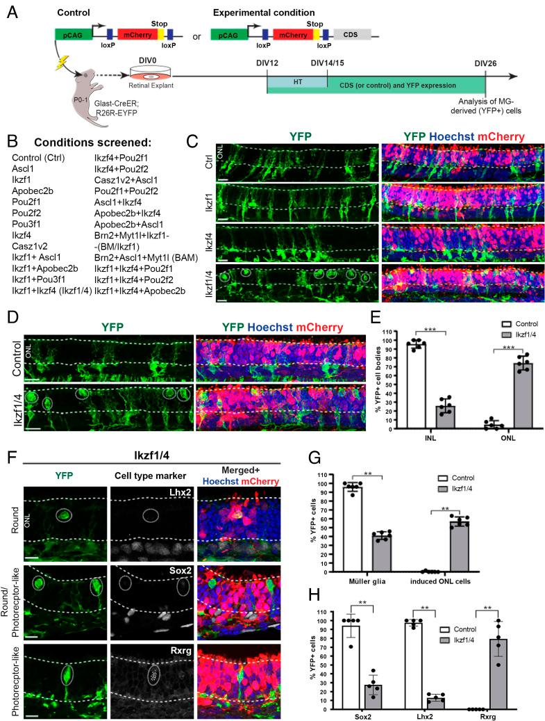 https://cdn.ncbi.nlm.nih.gov/pmc/blobs/ab92/10175841/1baefd1afc8d/pnas.2122168120fig01.jpg