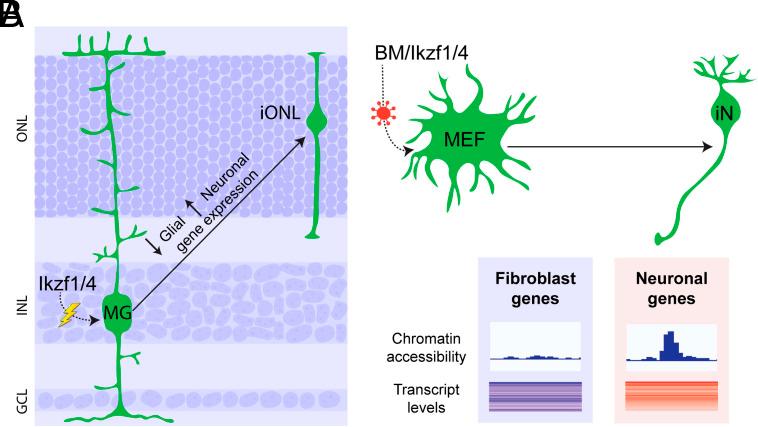 https://cdn.ncbi.nlm.nih.gov/pmc/blobs/ab92/10175841/aa8a1cdaa5d5/pnas.2122168120fig06.jpg