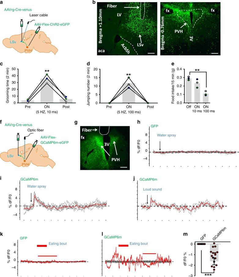 https://cdn.ncbi.nlm.nih.gov/pmc/blobs/ab94/6671997/0df745aebd3e/41467_2019_11399_Fig9_HTML.jpg