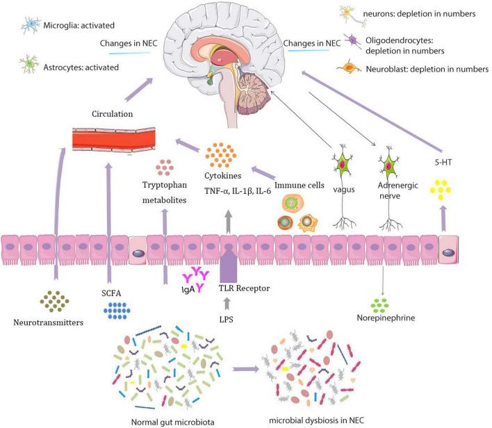 https://cdn.ncbi.nlm.nih.gov/pmc/blobs/ab94/9894661/7d16f49e7c49/fnins-17-1059552-g001.jpg