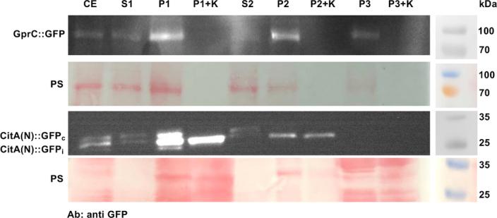 https://cdn.ncbi.nlm.nih.gov/pmc/blobs/ab97/11222155/d0fff664e467/41564_2024_1731_Fig9_ESM.jpg