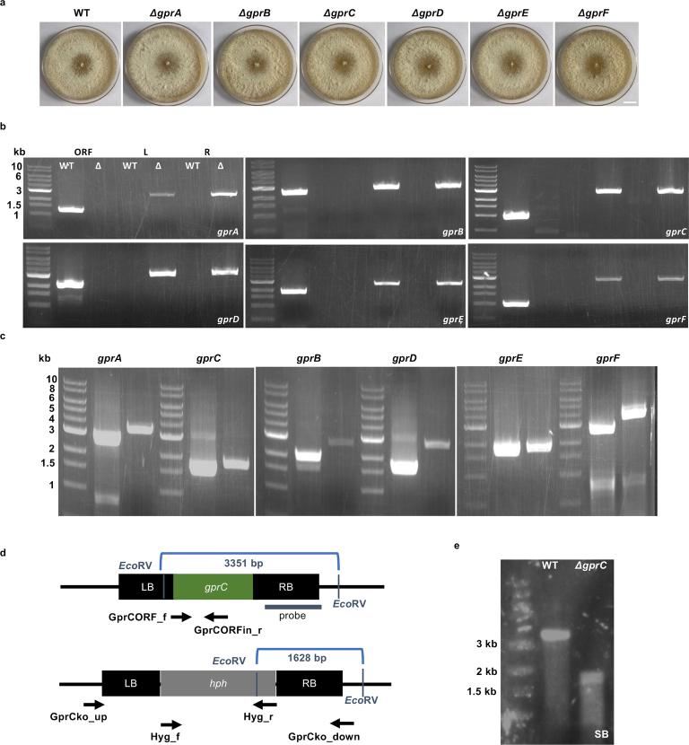 https://cdn.ncbi.nlm.nih.gov/pmc/blobs/ab97/11222155/e6688e2fea4a/41564_2024_1731_Fig7_ESM.jpg