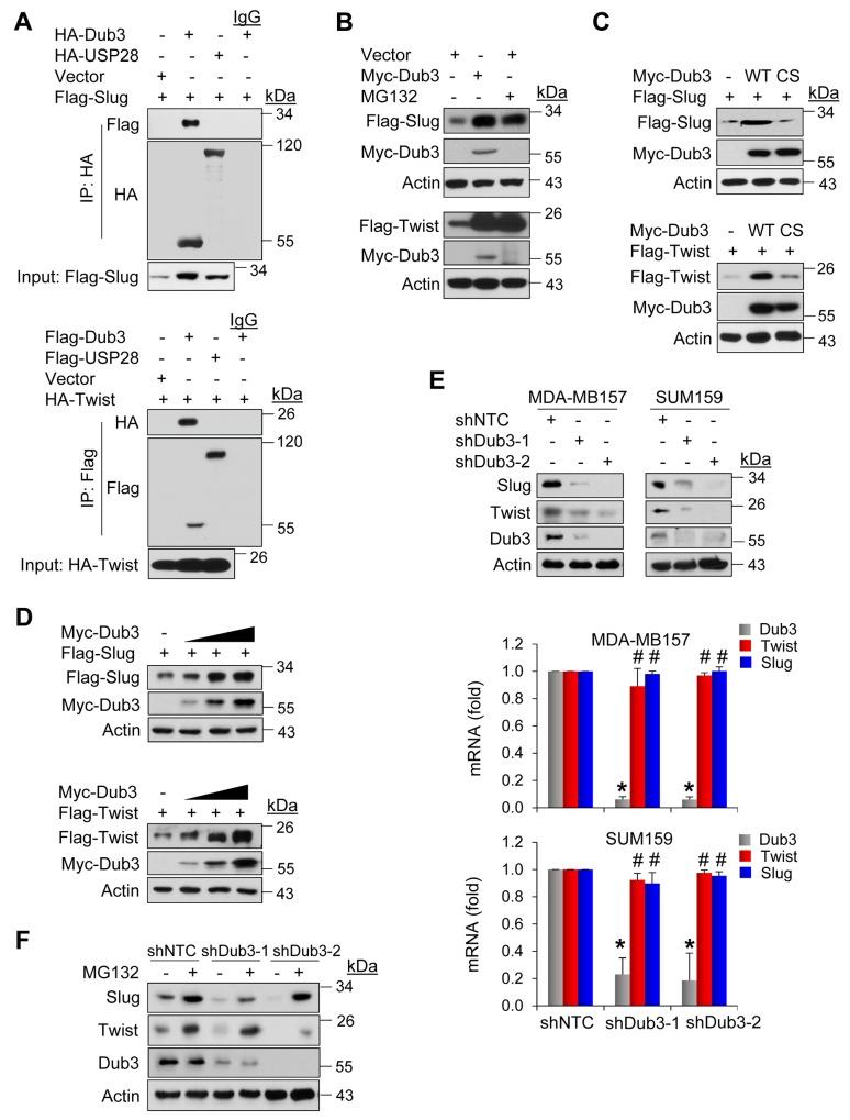 https://cdn.ncbi.nlm.nih.gov/pmc/blobs/ab9a/5650406/31c81a0337ff/oncotarget-08-75127-g001.jpg