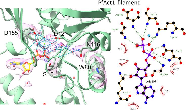 https://cdn.ncbi.nlm.nih.gov/pmc/blobs/aba0/9037914/89647e72d5d5/ppat.1010408.g005.jpg