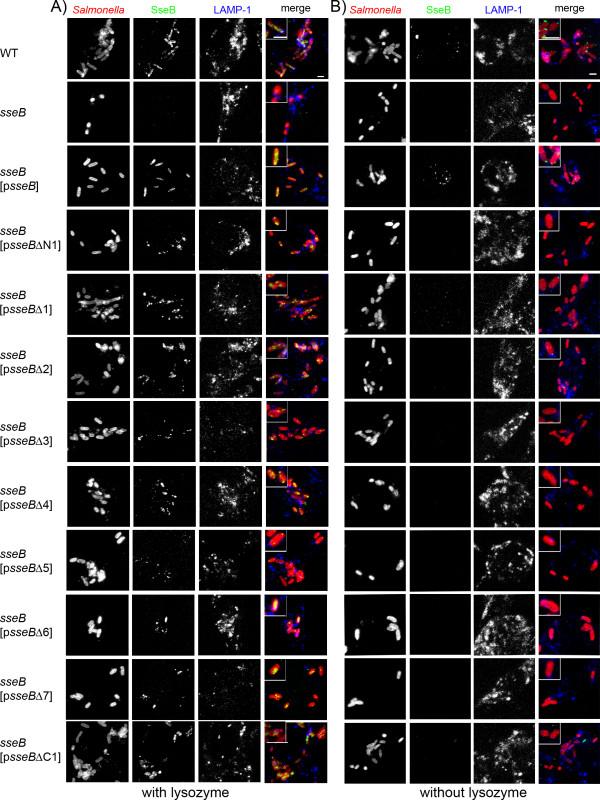 https://cdn.ncbi.nlm.nih.gov/pmc/blobs/aba1/2873485/f7105691651b/1471-2180-10-104-5.jpg
