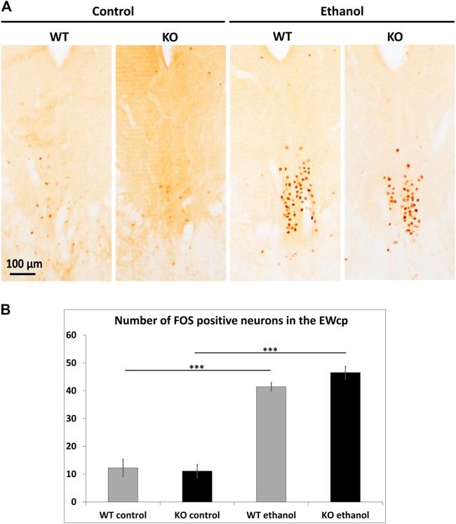 https://cdn.ncbi.nlm.nih.gov/pmc/blobs/aba1/9872022/834c19b53971/fcell-10-1046559-g003.jpg