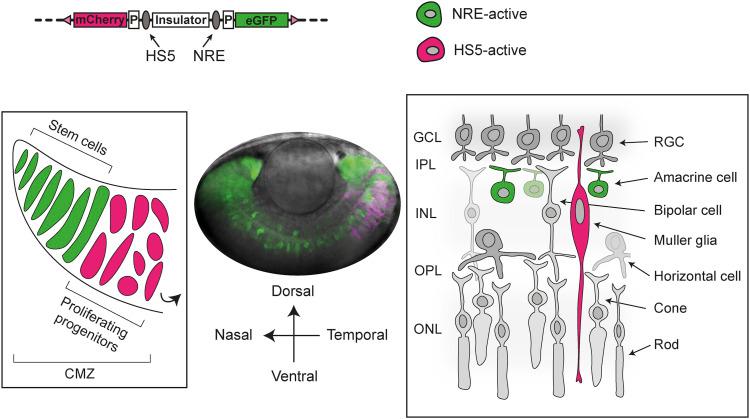 https://cdn.ncbi.nlm.nih.gov/pmc/blobs/aba2/10465922/e795b155b41d/LSA-2023-02126_Fig6.jpg