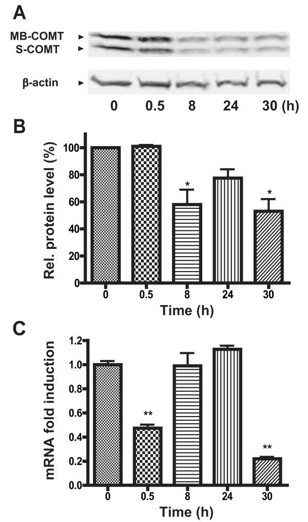 https://cdn.ncbi.nlm.nih.gov/pmc/blobs/aba4/2662804/1d2b10d9a64f/1744-8069-5-13-1.jpg