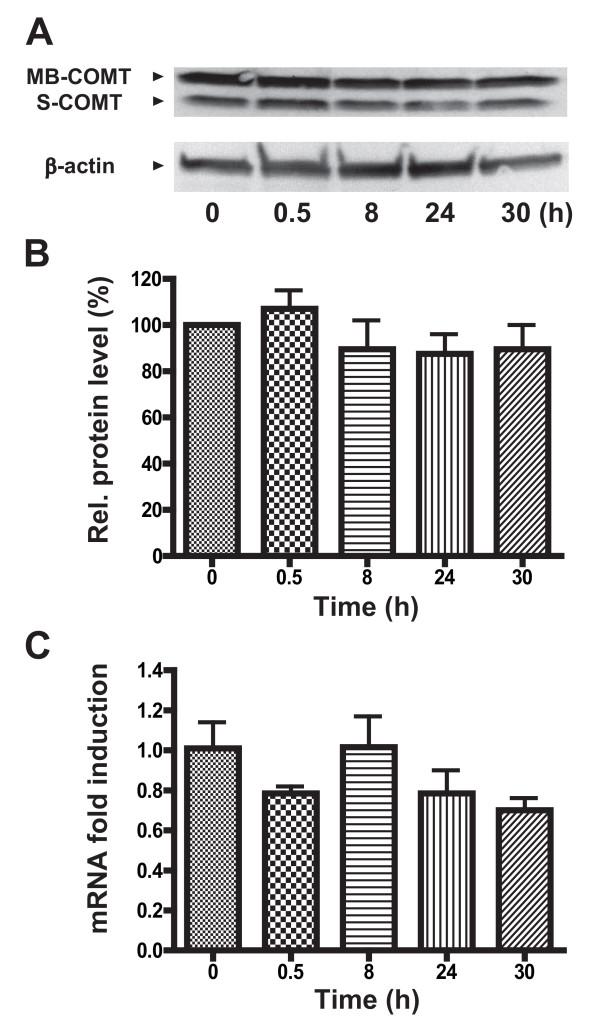 https://cdn.ncbi.nlm.nih.gov/pmc/blobs/aba4/2662804/3d22dc1d6f93/1744-8069-5-13-3.jpg