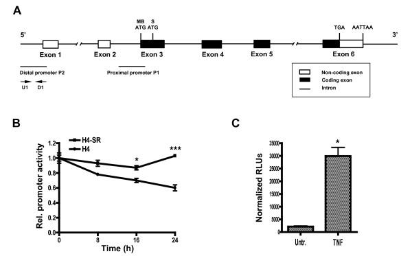 https://cdn.ncbi.nlm.nih.gov/pmc/blobs/aba4/2662804/a27f063aaa34/1744-8069-5-13-2.jpg