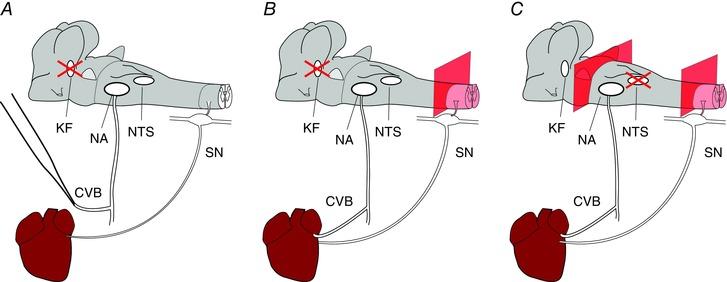 https://cdn.ncbi.nlm.nih.gov/pmc/blobs/abab/5157093/4e280d640dc6/TJP-594-7249-g001.jpg