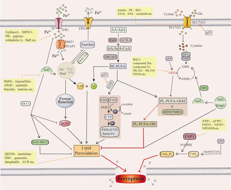 https://cdn.ncbi.nlm.nih.gov/pmc/blobs/abac/11198730/1bcd0f55d215/DDDT-18-2485-g0002.jpg