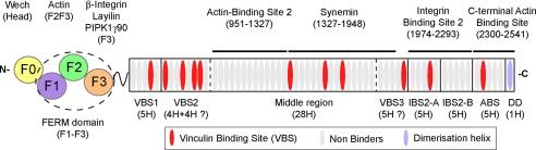 https://cdn.ncbi.nlm.nih.gov/pmc/blobs/abae/2659244/2d79eafeedf2/zbc0170971180001.jpg