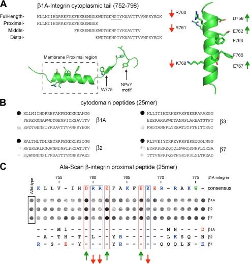 https://cdn.ncbi.nlm.nih.gov/pmc/blobs/abae/2659244/41dd5dd4b71c/zbc0170971180007.jpg