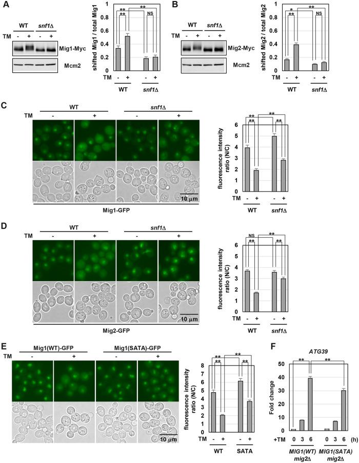 https://cdn.ncbi.nlm.nih.gov/pmc/blobs/abb5/7544123/5c735b6bc167/pgen.1009053.g005.jpg