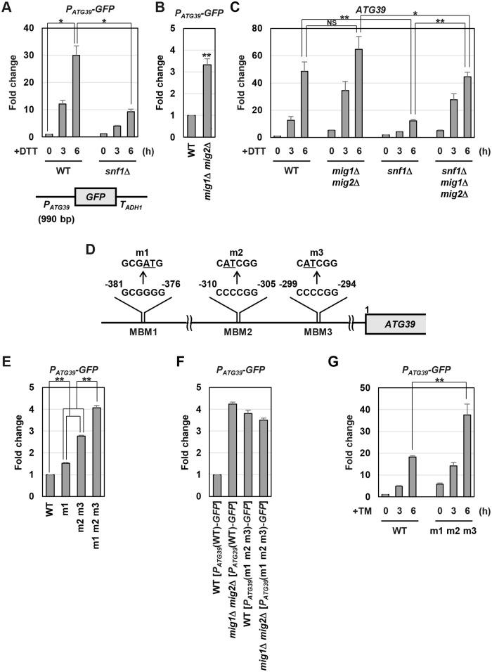 https://cdn.ncbi.nlm.nih.gov/pmc/blobs/abb5/7544123/9ccea0b91a63/pgen.1009053.g004.jpg