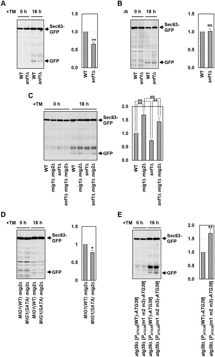 https://cdn.ncbi.nlm.nih.gov/pmc/blobs/abb5/7544123/fa5575df9f89/pgen.1009053.g006.jpg