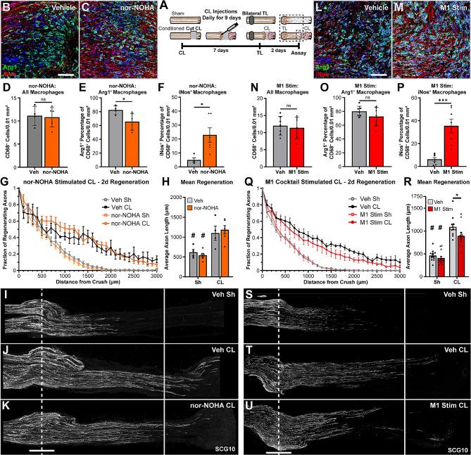 https://cdn.ncbi.nlm.nih.gov/pmc/blobs/abb6/11131297/2126d865751f/12974_2024_3132_Fig8_HTML.jpg