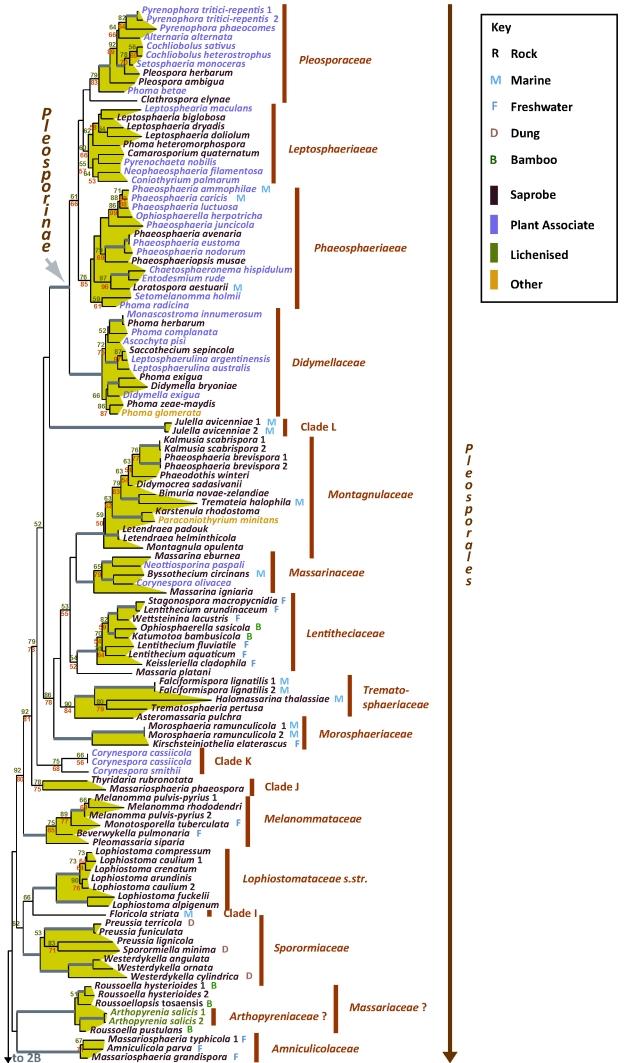 https://cdn.ncbi.nlm.nih.gov/pmc/blobs/abbb/2816964/6f33ff1d3712/1fig2A.jpg